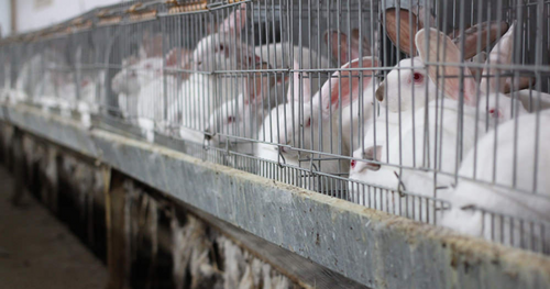 Student Corner: End the Cage Age - The Future of Farming in Europe